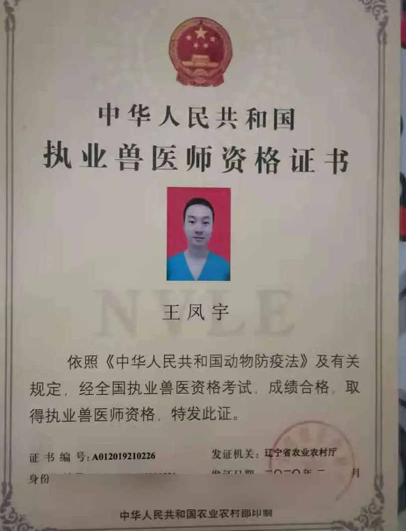 王凤宇执业兽医师资格证书照片,证书编号A012019210226,我宠我爱动物医院沈阳保工店医生,辽宁省农业农村厅2020年发证,专注夜诊及外科领域